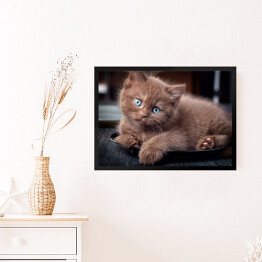 Obraz w ramie Brązowy uroczy kotek siedzący na czarnym talerzu