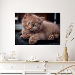 Plakat samoprzylepny Brązowy uroczy kotek siedzący na czarnym talerzu