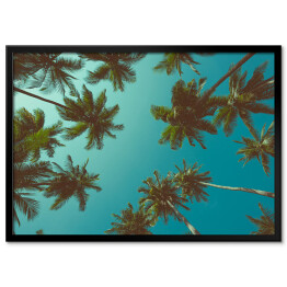 Plakat w ramie Tropikalne palmy, widok od dołu