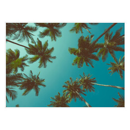 Plakat samoprzylepny Tropikalne palmy, widok od dołu