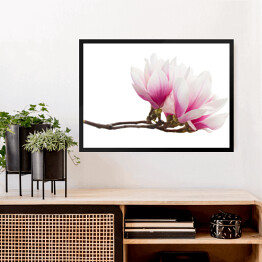 Obraz w ramie Gałązka z kwiatami magnolii na białym tle