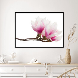 Gałązka z kwiatami magnolii na białym tle