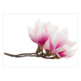 Gałązka z kwiatami magnolii na białym tle