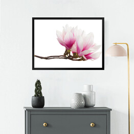 Obraz w ramie Gałązka z kwiatami magnolii na białym tle