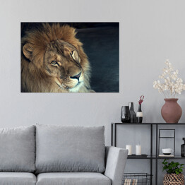 Glowa afrykańskiego lwa