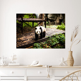 Plakat Panda wielka