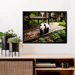 Obraz w ramie Panda wielka