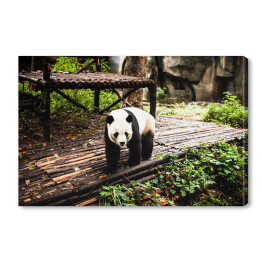 Obraz na płótnie Panda wielka
