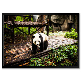Plakat w ramie Panda wielka