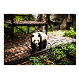 Plakat samoprzylepny Panda wielka
