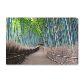 Obraz na płótnie Bambusowy gaj w Kyoto, Japonia