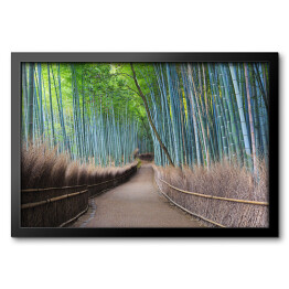 Obraz w ramie Bambusowy gaj w Kyoto, Japonia
