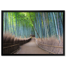 Plakat w ramie Bambusowy gaj w Kyoto, Japonia