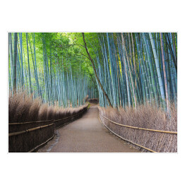 Bambusowy gaj w Kyoto, Japonia