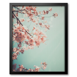 Obraz w ramie Gałąź kwitnącej wiśni na tle niebieskiego nieba