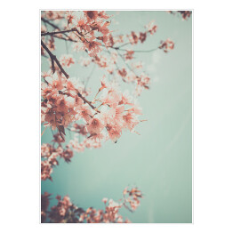 Gałąź kwitnącej wiśni na tle niebieskiego nieba