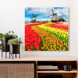 Holenderskie wiatraki i barwne tulipany