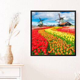 Obraz w ramie Holenderskie wiatraki i barwne tulipany