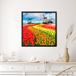 Obraz w ramie Holenderskie wiatraki i barwne tulipany