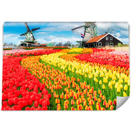 Fototapeta Holenderskie wiatraki i barwne tulipany