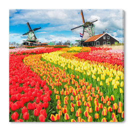 Holenderskie wiatraki i barwne tulipany