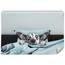 Fototapeta Biało czarny przestraszony pies leżący w łóżku