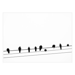 Plakat samoprzylepny Czarne ptaki 