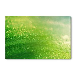 Obraz na płótnie Deszcz spadający na zielony liść 
