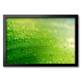 Obraz w ramie Deszcz spadający na zielony liść 