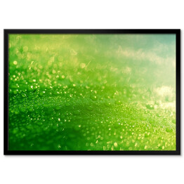 Plakat w ramie Deszcz spadający na zielony liść 