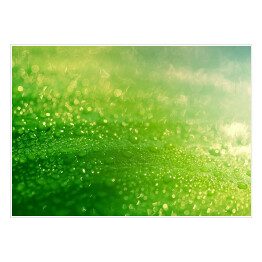 Plakat Deszcz spadający na zielony liść 
