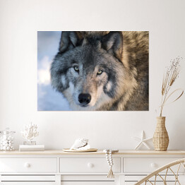 Plakat Wilk spoglądający w stronę obiektywu w zimie
