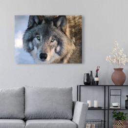 Wilk spoglądający w stronę obiektywu w zimie