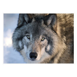 Plakat Wilk spoglądający w stronę obiektywu w zimie