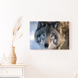 Obraz na płótnie Wilk spoglądający w stronę obiektywu w zimie