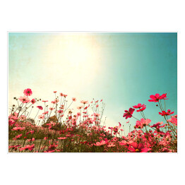 Plakat Kwiaty polne w słoneczny dzień