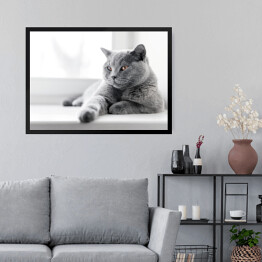 Obraz w ramie Dumny kot brytyjski krótkowłosy leżący na parapecie 