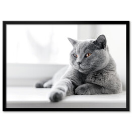 Plakat w ramie Dumny kot brytyjski krótkowłosy leżący na parapecie 