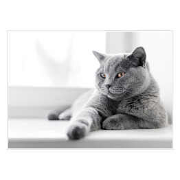 Plakat samoprzylepny Dumny kot brytyjski krótkowłosy leżący na parapecie 
