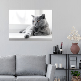Plakat samoprzylepny Dumny kot brytyjski krótkowłosy leżący na parapecie 