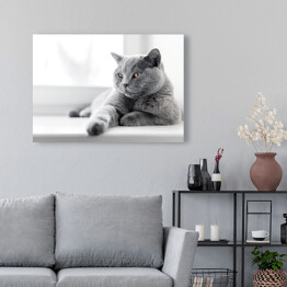 Obraz na płótnie Dumny kot brytyjski krótkowłosy leżący na parapecie 