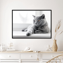 Plakat w ramie Dumny kot brytyjski krótkowłosy leżący na parapecie 