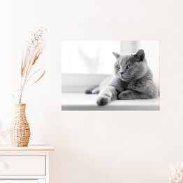 Plakat Dumny kot brytyjski krótkowłosy leżący na parapecie 