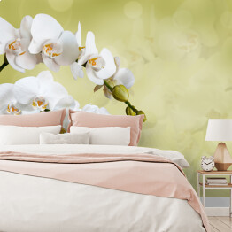 Fototapeta Piękna biała orchidea na niejednolitym tle