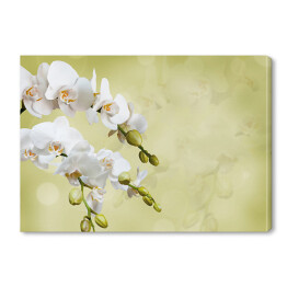 Obraz na płótnie Piękna biała orchidea na niejednolitym tle