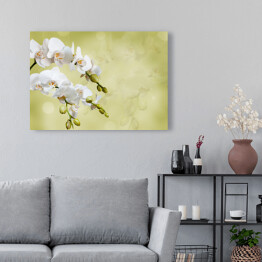 Obraz na płótnie Piękna biała orchidea na niejednolitym tle