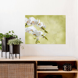 Plakat Piękna biała orchidea na niejednolitym tle