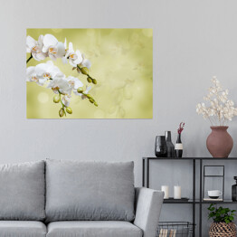 Plakat Piękna biała orchidea na niejednolitym tle