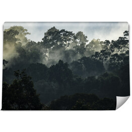 Fototapeta winylowa zmywalna Krajobraz z azjatyckim tropikalnym lasem deszczowym