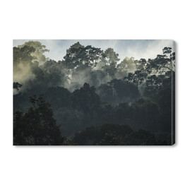 Obraz na płótnie Krajobraz z azjatyckim tropikalnym lasem deszczowym
